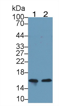 Monoclonal Antibody to Neurogranin (NRGN)