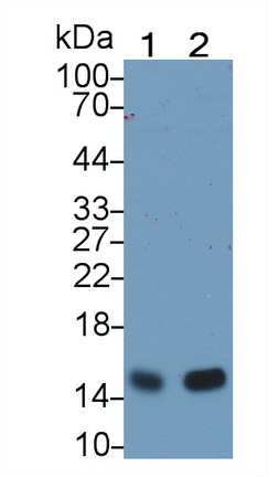 Monoclonal Antibody to Neurogranin (NRGN)