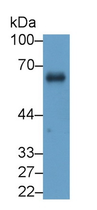 Monoclonal Antibody to Cluster Of Differentiation 55 (CD55)