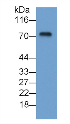 Monoclonal Antibody to Cluster Of Differentiation 55 (CD55)