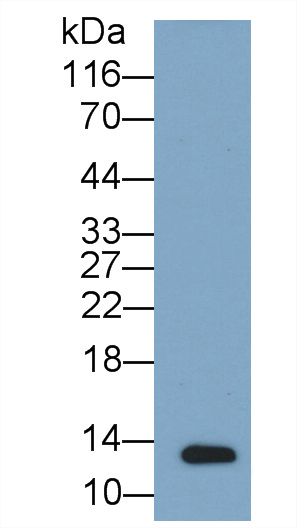 Monoclonal Antibody to Osteocalcin (OC)