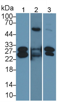 MAA478Hu21.jpg