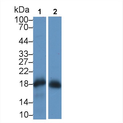 Monoclonal Antibody to Myoglobin (MYO)