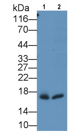 MAA480Hu22.jpg