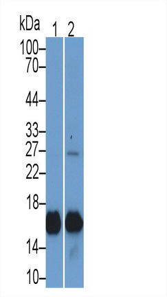 Monoclonal Antibody to Myoglobin (MYO)