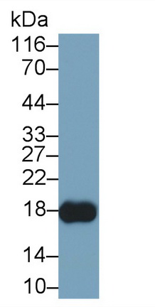 Monoclonal Antibody to Myoglobin (MYO)