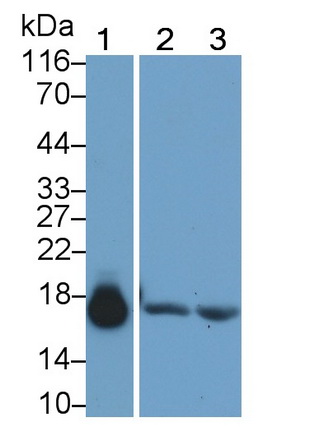 MAA480Hu29.jpg