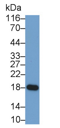 Monoclonal Antibody to Myoglobin (MYO)