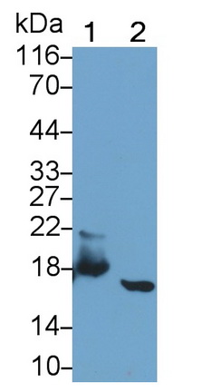 Monoclonal Antibody to Myoglobin (MYO)