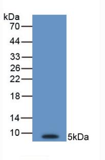 Monoclonal Antibody to Endothelin 1 (EDN1)