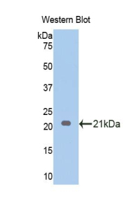 Monoclonal Antibody to Endothelin 1 (EDN1)