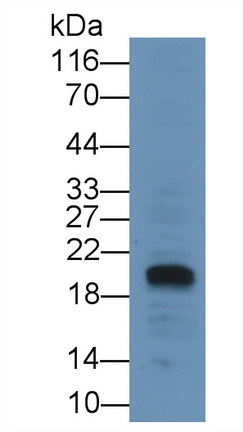 MAA485Hu23.jpg