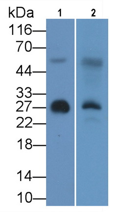 Monoclonal Antibody to Apolipoprotein A1 (APOA1)