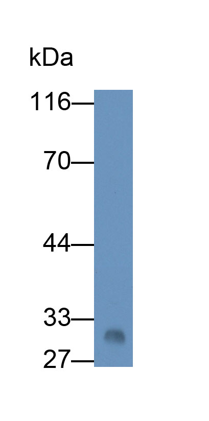 Monoclonal Antibody to Apolipoprotein A1 (APOA1)