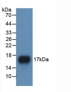 Monoclonal Antibody to Apolipoprotein A1 (APOA1)