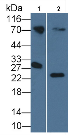 Monoclonal Antibody to Apolipoprotein A1 (APOA1)