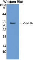 Monoclonal Antibody to Apolipoprotein A1 (APOA1)