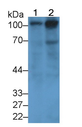 MAA529Hu22.jpg