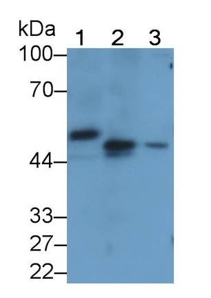 Monoclonal Antibody to Plasminogen Activator Inhibitor 1 (PAI1)