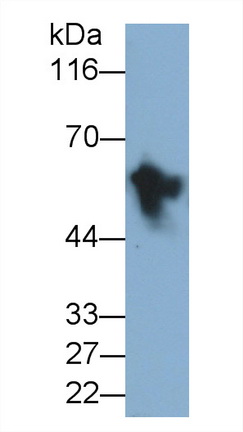 Monoclonal Antibody to Intercellular Adhesion Molecule 1 (ICAM1)