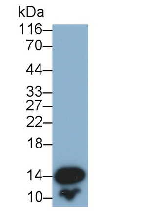 Monoclonal Antibody to Fatty Acid Binding Protein 2, Intestinal (FABP2)