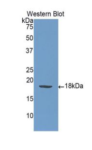 Monoclonal Antibody to P-Selectin (SELP)