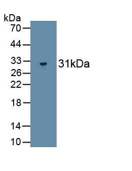 Monoclonal Antibody to P-Selectin (SELP)