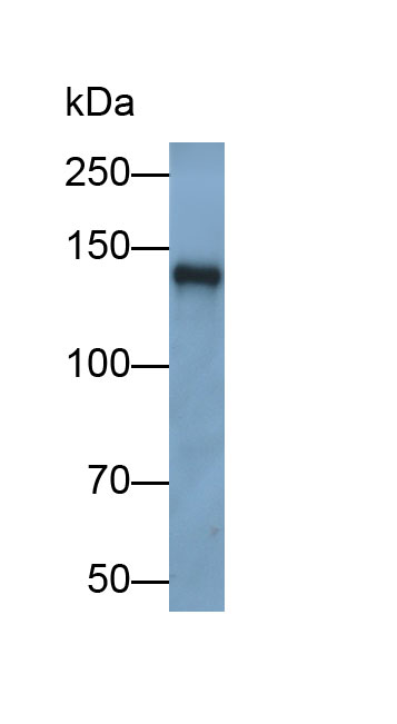 Monoclonal Antibody to P-Selectin (SELP)