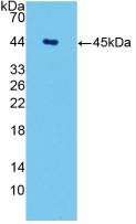 Monoclonal Antibody to Aquaporin 4 (AQP4)