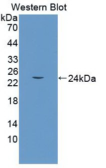 MAA584Hu22.jpg