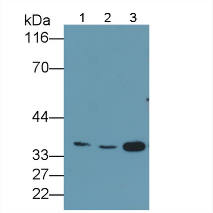 MAA591Hu22.jpg