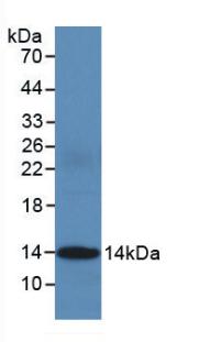 Monoclonal Antibody to Cytochrome C (CYCS)