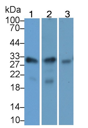 Monoclonal Antibody to Adiponectin (ADPN)