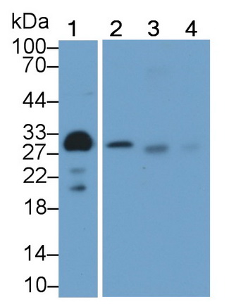 Monoclonal Antibody to Adiponectin (ADPN)