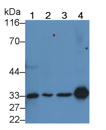 Monoclonal Antibody to Caspase 3 (CASP3)