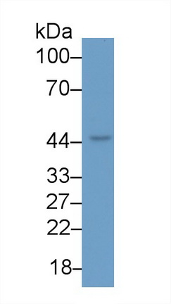 Monoclonal Antibody to Caspase 9 (CASP9)