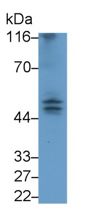 Monoclonal Antibody to Caspase 9 (CASP9)