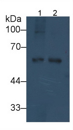 Monoclonal Antibody to Visfatin (VF)