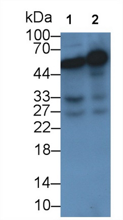 Monoclonal Antibody to Visfatin (VF)