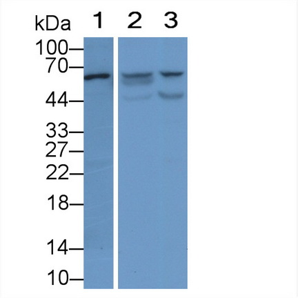 Monoclonal Antibody to Visfatin (VF)