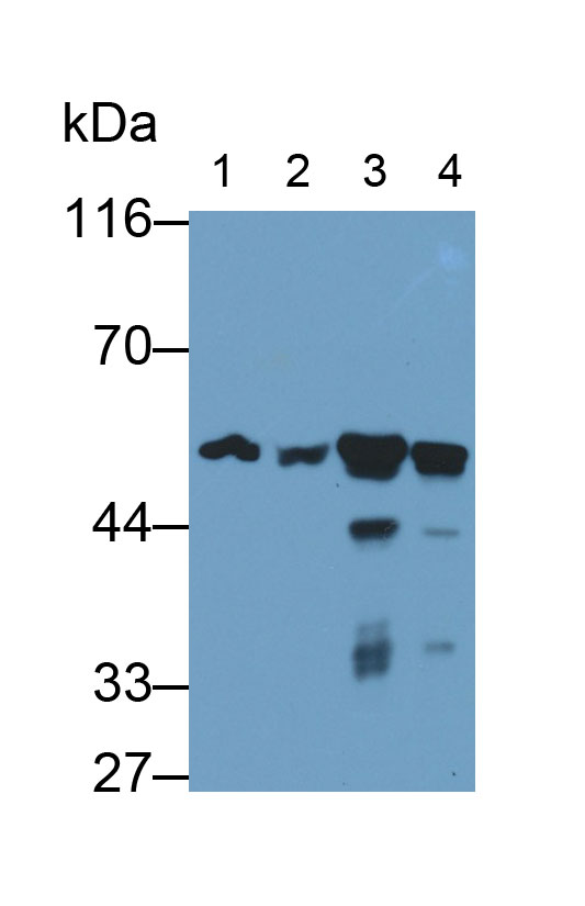 Monoclonal Antibody to Visfatin (VF)