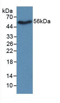 Monoclonal Antibody to Visfatin (VF)