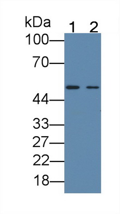 Monoclonal Antibody to Bone Morphogenetic Protein 6 (BMP6)