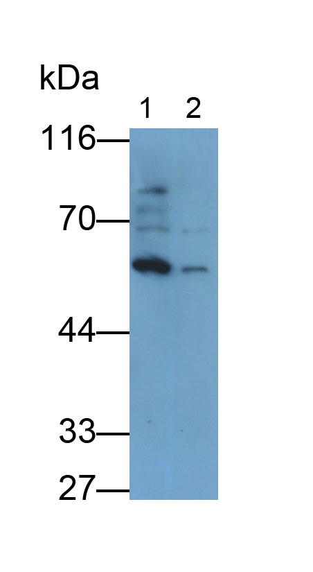 Monoclonal Antibody to Bone Morphogenetic Protein 6 (BMP6)