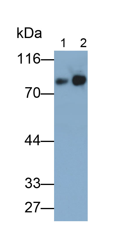 Monoclonal Antibody to Homing Associated Cell Adhesion Molecule (HCAM)