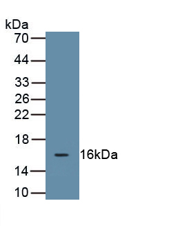 Monoclonal Antibody to Mucin 5 Subtype B (MUC5B)