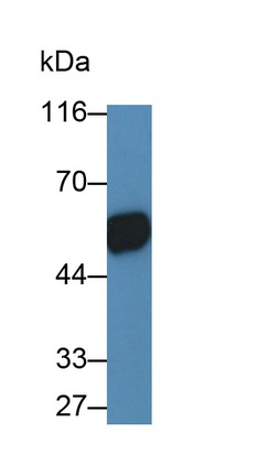 Monoclonal Antibody to Cluster Of Differentiation 14 (CD14)