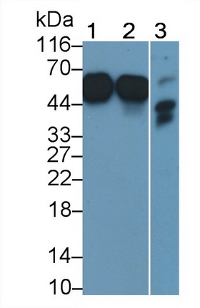 Monoclonal Antibody to Cluster Of Differentiation 14 (CD14)