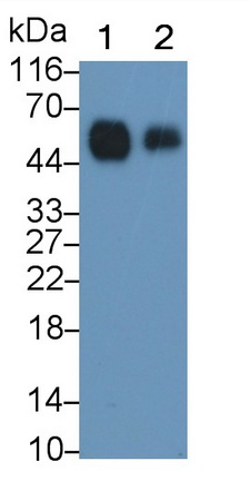 MAA685Hu26.jpg