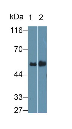 Monoclonal Antibody to Cluster Of Differentiation 14 (CD14)